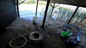 Абиссинка на известняк