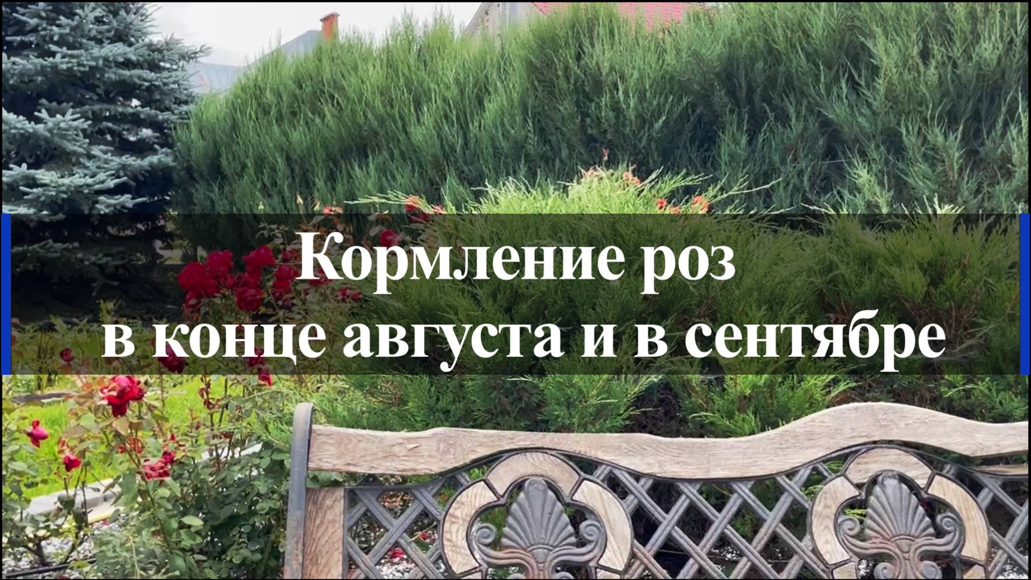 Кормление роз в конце августа и в сентябре