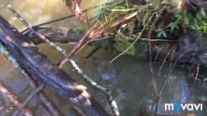 ОХОТА НА БОБРА КАПКАНАМИ,2018,ПЕРВЫЕ ТРОФЕИ,BEAVER HUNTING)