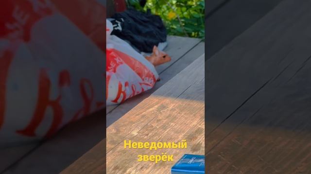 Показалось #2023 #втренде #липецк смотреть онлайн