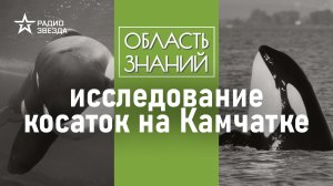 Как живут камчатские косатки? Лекция морского биолога Татьяны Ивкович