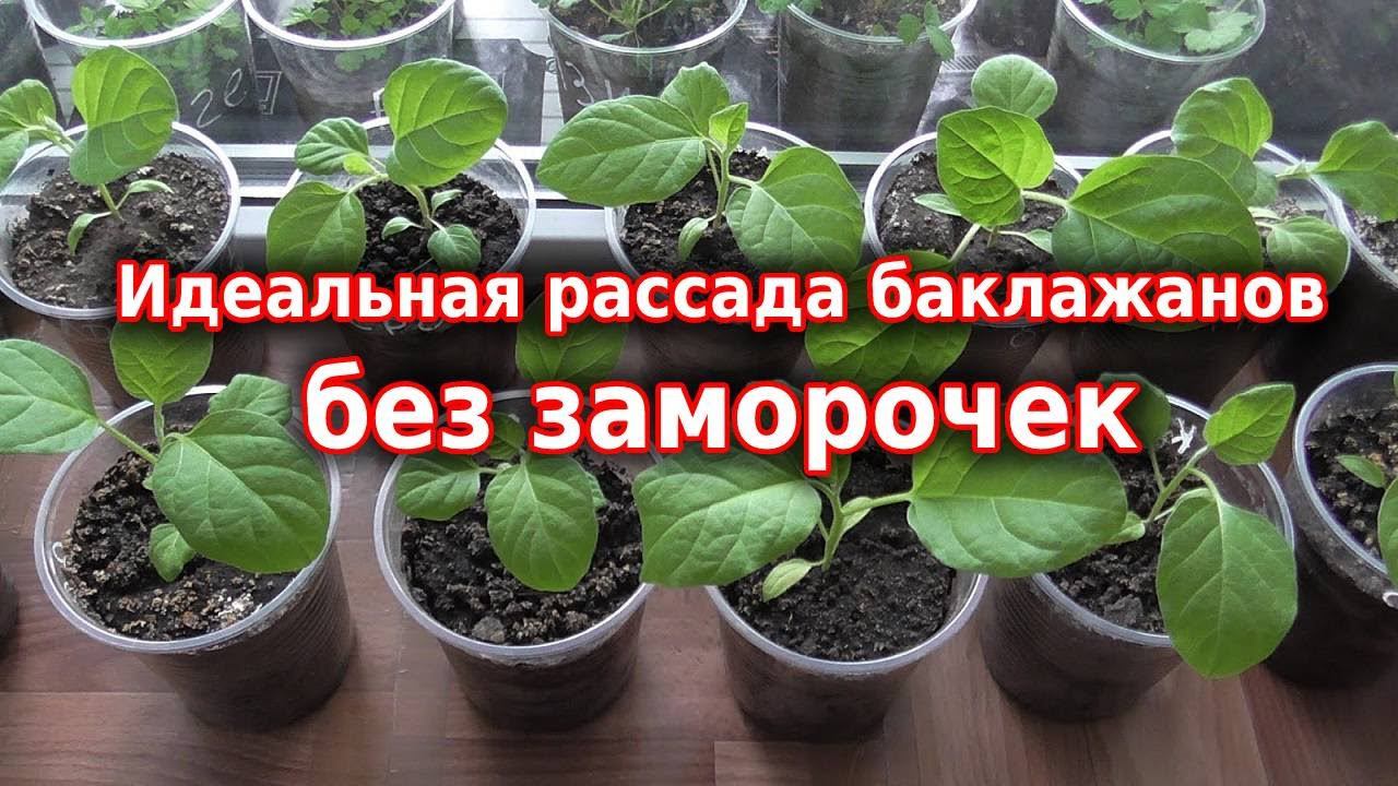 Рассада баклажанов 2022. Правильный и простой посев баклажанов