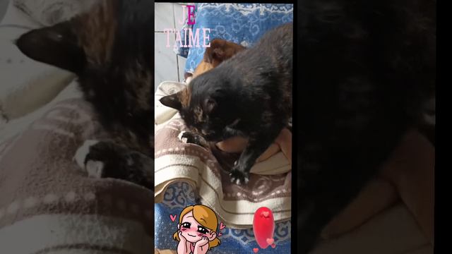 #кошки #собаки #животные #любовь #дружба #зоозащита #волонтеры #мимими #мимимишность #милота