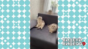 Кошка - одна за всех. Видели видео? Фрагмент выпуска от 10.07.2022