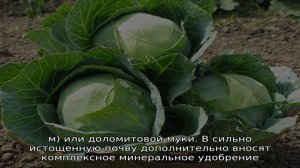 Капуста Золотой гектар