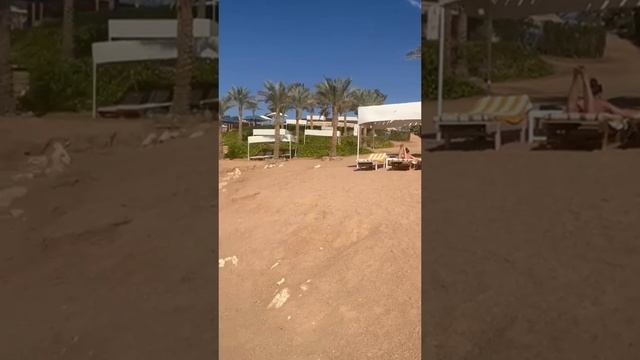 Пляж отеля Grand Oasis Resort в Шарм-эль-Шейхе, февраль 2024, ветра нет, погода огонь