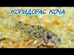 КОРИДОРАС КОЧА ИЛИ СОМИК КРОШКА. СОДЕРЖАНИЕ И РАЗВЕДЕНИЕ В АКВАРИУМЕ.