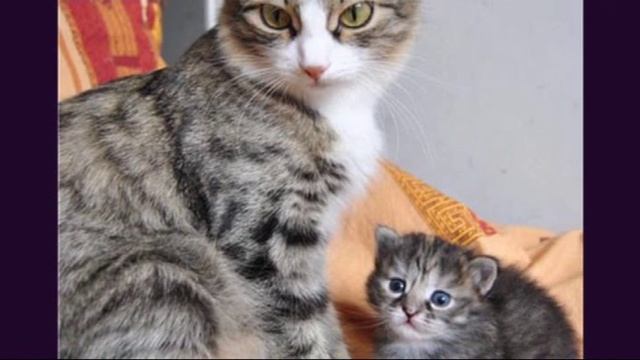 Мамина сказка смотреть онлайн