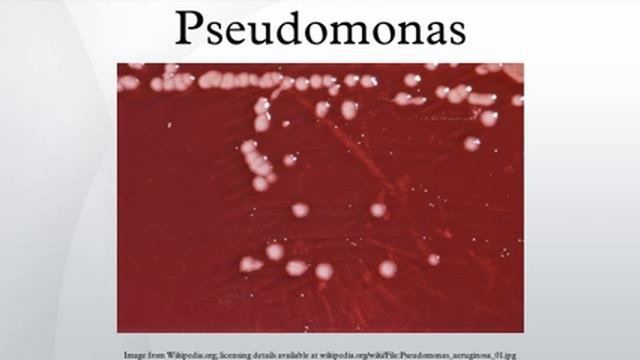Pseudomonas