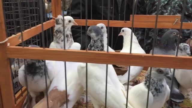 «Голубиный Рай» на Белой Даче 04.11.2017 смотреть онлайн