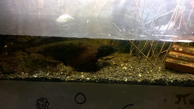 WP 20180123 Уличный Аквариум смотреть онлайн