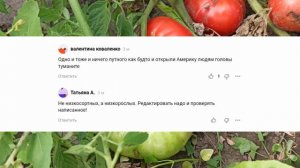 «Маленькие, но крайне урожайные!» Какие низкорослые помидоры лучшие для 2023 года?