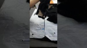 Как перешить и почистить старую каракулевую шубу видео (2)