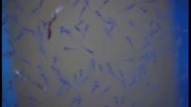 американские цихлиды смотреть онлайн