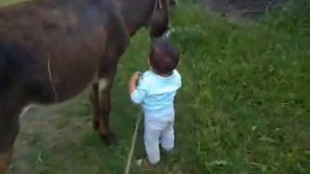 СМОТРЕТЬ ВСЕМ!!! РЕБЕНКА ЧУТЬ НЕ УДАРИЛ ОСЕЛ... смотреть онлайн