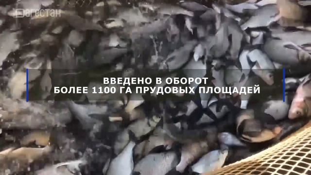 Рыбное хозяйство Дагестана смотреть онлайн