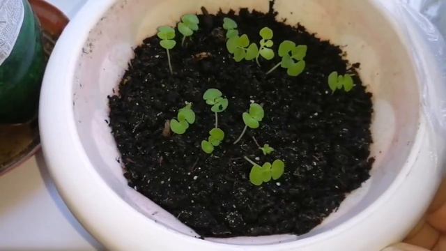 Посев колеуса смотреть онлайн