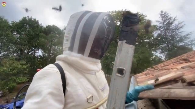 Азиатский шершень - атака сюрприз. Охотник на шершня. (сезон 2022)