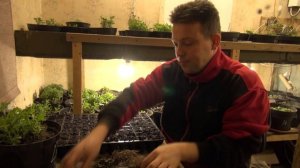 Как размножить хризантему (мультифлора)????