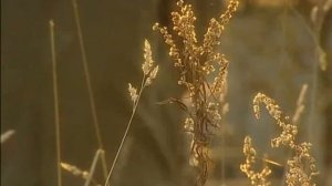 1938 год (Николай Вавилов и Трофим Лысенко)