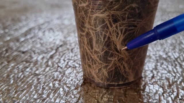 Коренастая рассада томатов без химии
