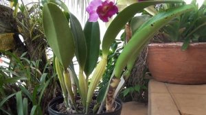 Orquideas Cattleya