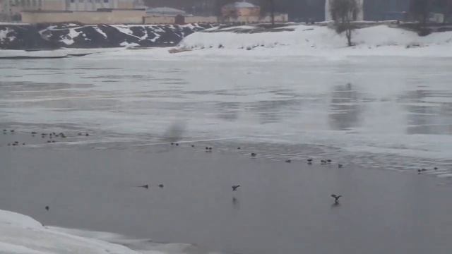 Год из жизни крякв.  Часть 4 . Весна.