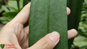 Anthurium Vittarifolium - Hanging Anthurium - Ornamental Plants