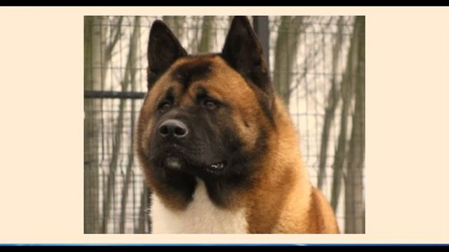 Что нужно знать о чумке смотреть онлайн