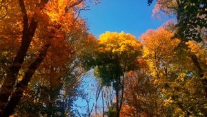 Очаровательные осенние пейзажи