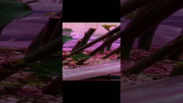 Карточка видео