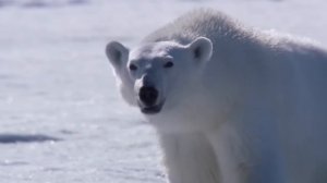 Этого еще не было - МЕДВЕДЬ охотится на КОСАТКУ! ?