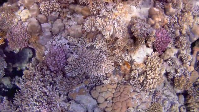 1Red Sea. Sharm El Sheikh. Fanar Beach. November 2019. Красное море. Шарм Эль Шейх.