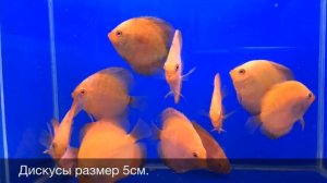 Дискус Голубиная Кровь (Symphysodon aequifasciata) Discus Pigeon Blood продажа оптом
