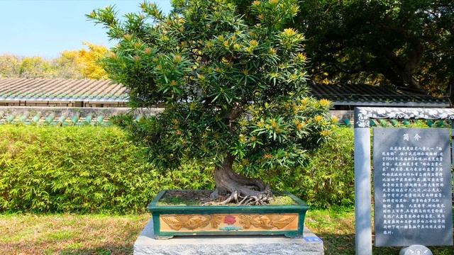 Бонсай из подокарпуса (Podocarpus macrophyllus) в стилях Shakan, Neagari, Chokkan, Sekijoju, Kengai