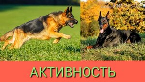 Немецкая овчарка против Добермана. German Shepherd against Doberman.