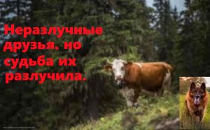 Дружба коровы с собакой, но их разлучили волки. Аудио рассказы из жизни, интересные истории.