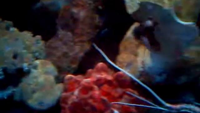 Лобстеры или лангусты? смотреть онлайн