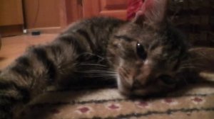 Как завернуть коту уши