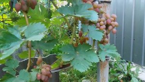 Калининградский виноград. Юбилей Херсонского Дачника.