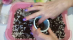 Стрептокарпусы! Пересадка и фитильный полив.