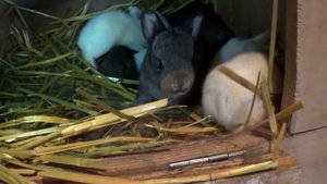 Крольчата 14 дней (две недели)