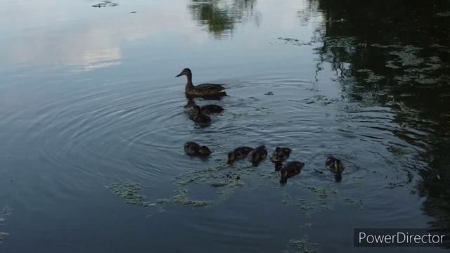 Ртищево. На пруду 1.06.23 .mp4 смотреть онлайн
