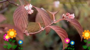 Калина боднатенская Чарльз Ламонт. Краткий обзор, описание viburnum?bodnantense Charles Lamont