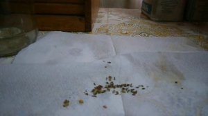 Махорка курительная 1976 год