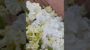 Гладиолус, сорт "Москва белокаменная"