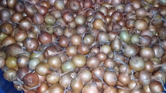 ЛУЧШИЕ СОРТА ОЗИМОГО ЛУКА // ШТУТГАРТЕР // СТУРОН // смотреть онлайн