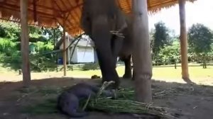 Маленький слоненок спит   забавное видео