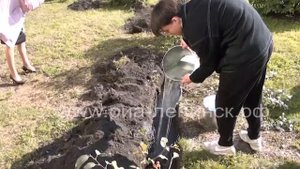 Живая изгородь из спиреи