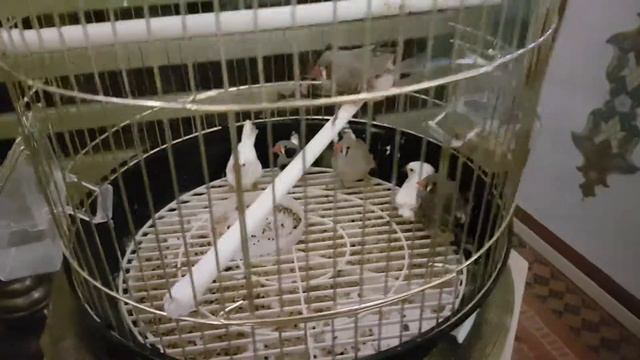 Этно-кофейня "Tatli Divan" г.Симферополь смотреть онлайн